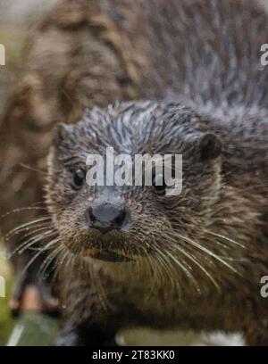 Eurasischer Otter (Lutra lutra) unreif mit nassem Fell, das wachsam aussieht. Stockfoto