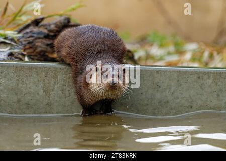 Eurasischer Otter (Lutra lutra) unreif mit nassem Fell, das wachsam aussieht. Stockfoto