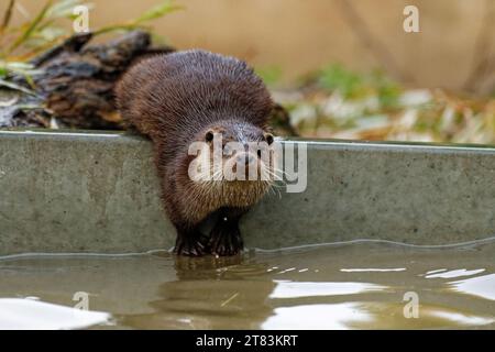 Eurasischer Otter (Lutra lutra) unreif mit nassem Fell, das wachsam aussieht. Stockfoto