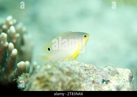 Prinzessin Damsel (Pomacentrus vaiuli), auch bekannt als Ocellate Damsel. Triton Bay, West Papua, Indonesien Stockfoto