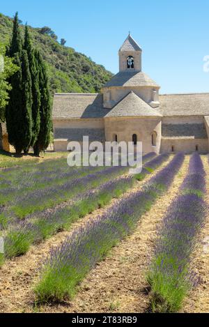 Die ätherische Schönheit der Senanque Abbey, umgeben von einem Meer aus blühendem Lavendel unter einem makellos azurblauen Himmel Stockfoto