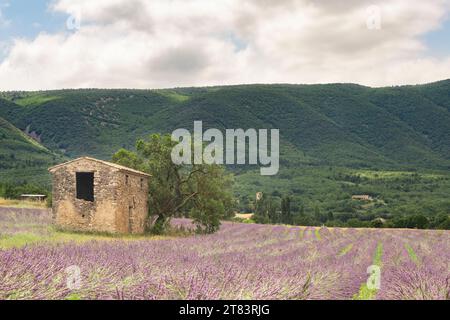 Verlassenes altes kleines Steinhaus, umgeben von nassem Lavendelfeld in der Nähe von Les Granons in Frankreich direkt nach Regen Stockfoto