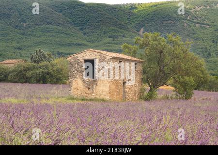 Verlassenes altes kleines Steinhaus, umgeben von nassem Lavendelfeld in der Nähe von Les Granons in Frankreich direkt nach Regen Stockfoto