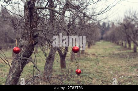 Weihnachtsdekoration und Accessoires im Park Stockfoto