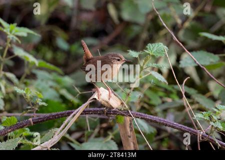 Wren troglodytes x2, kleiner brauner Vogel kurz oft mit Schwanz feiner Schnabelsperre an Schwanzflügeln und Flanken rosa Beine auf Brombeere Unterseite Stockfoto