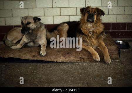 Zwei Hunde liegen auf Teppich. Haustiere ruhen. Hundehütte. Einzelheiten des Tierlebens. Stockfoto