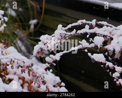 Verschneite Äste und Blätter im Winterwald Stockfoto