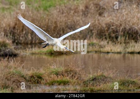 Löffelvogel in seinem natürlichen Lebensraum im Nationalpark Doñana, Andalusien, Spanien Stockfoto