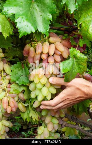 Ein Haufen rosa Trauben an der Weinrebe und an der Hand des Mannes Stockfoto