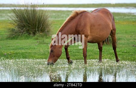 Wildes Pferd im Parque Nacional de Doñana, Andalusien, Spanien Stockfoto