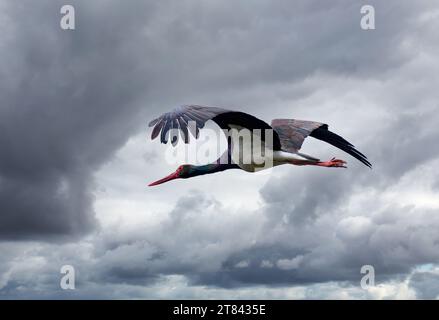 Fliegende Schwarzstorch, Ciconia nigra, im Montfrague Nationalpark, Extremadura, Spanien Stockfoto