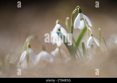 Galanthus (Galanthus nivalis) blüht auf der Frühfrühlingswiese im Gorgany-Gebirge der Karpaten in der Ukraine Stockfoto