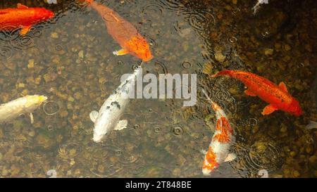 Farbenfrohe wilde Süßwasserfische in einer Herde schwimmen im Wasser im Regen, Blick von oben. Wellen, Kreise auf dem Hintergrund Schmetterlingseffekt. Stockfoto