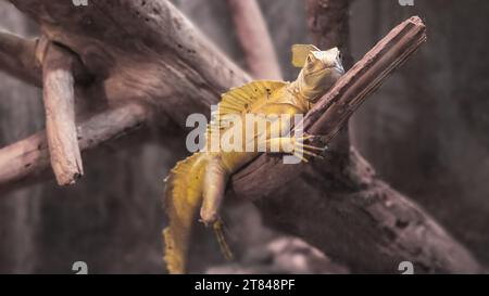 Basilisk Basilisk, Basiliscus basiliscus, gelbfarbene Chamäleon-Eidechse auf trockener Ast-Nahaufnahme. Seltenes südamerikanisches Tier. Stockfoto