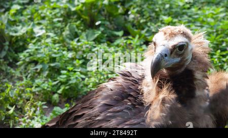 Weissköpfiger Geier, greifffänger der Falken. Raubvogel in dichten Dickicht nahe dem Berg. Kopf mit Schnabelnaht auf unscharfem Hintergrund. Stockfoto