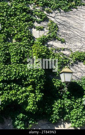 Dreilappige Jungfernrebe, Jungfern-Rebe, Wilder Wein, klettert an einer Fassade, Fassadenbegrünung, Hauswand, Haus, Parthenocissus tricuspidatus, Teil Stockfoto