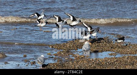 Austernfänger suchen nach Nahrung auf dem Scorp, in The Wash, Norfolk, East Anglia Stockfoto