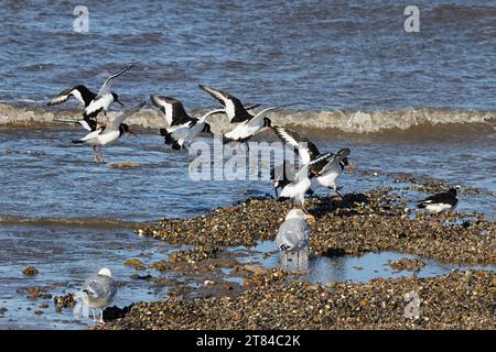 Austernfänger suchen nach Nahrung auf dem Scorp, in The Wash, Norfolk, East Anglia Stockfoto