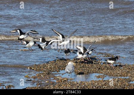 Austernfänger suchen nach Nahrung auf dem Scorp, in The Wash, Norfolk, East Anglia Stockfoto