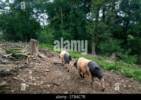 Frankreich, Pyrenäen Atlantiques, Baskenland, Aldudes-Tal, Uronako Borda Aufzucht von baskischen schwarzen Schweinen für die Erzeugung von Kintoa AOC Schinken, Joung Stockfoto