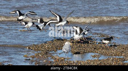 Austernfänger suchen nach Nahrung auf dem Scorp, in The Wash, Norfolk, East Anglia Stockfoto