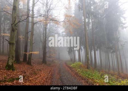 Trübes Novemberwetter im Taunus bei Regen und Nebel zeigt sich die Landschaft im Wald im Taunus trüb., Oberursel Hessen Deutschland *** Bewölktes Novemberwetter im Taunus mit Regen und Nebel, die Landschaft im Wald im Taunus ist bewölkt, Oberursel Hessen Deutschland Credit: Imago/Alamy Live News Stockfoto