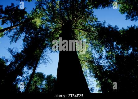 Douglasie, Waldo Wilderness, Willamette National Forest, Oregon Stockfoto