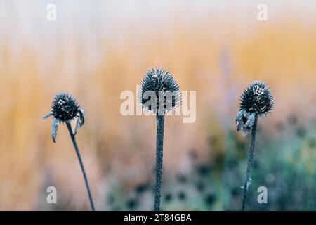 Schokoladenfarbene Blütenblume im Herbst auf orangefarbenem Hintergrund mit verschwommenen Ziergräsern. Echinacea Stockfoto