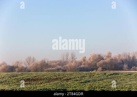 Hecke von Sträuchern, die am Feldrand mit Frost bedeckt sind. Stockfoto