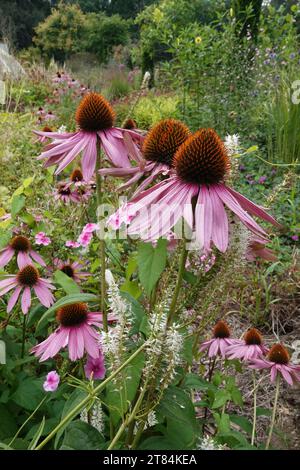 Natürliche vertikale Nahaufnahme auf wunderschönen rosa östlichen lila Konefloren, Echinacea purpurea, blühend im Garten Stockfoto