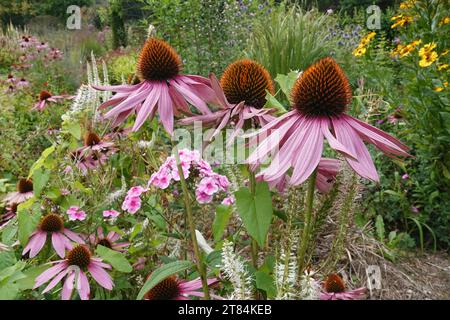 Natürliche Nahaufnahme auf einer Ansammlung von wunderschönen rosa östlichen lila Konefloren, Echinacea purpurea, blühend im Garten Stockfoto