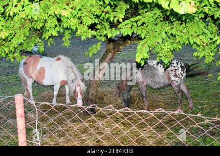 Zwei Pferde, Ponys. Auf einem umzäunten Grundstück grasen Pferde Heu um einen wunderschönen, niedrigen, üppigen Baum Stockfoto