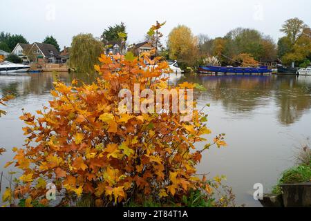 Old Windsor, Berkshire, Großbritannien. November 2023. Herbstfarben entlang der Themse in Old Windsor, Berkshire an einem langweiligen Tag. Kredit: Maureen McLean/Alamy Stockfoto