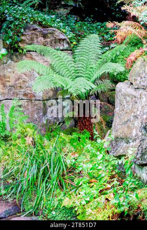 Baumfarn Dicksonia Antartica in einem Landschaftsgarten in Staffordshire England Großbritannien Stockfoto