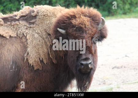 Bison sind große, gleichgeweckte Huftiere der Gattung Bison innerhalb der Unterfamilie Bovinae. Stockfoto