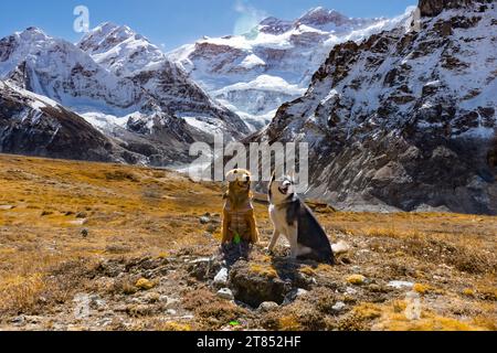 Husky und Golden Retreiver in den Bergen genießen einen sonnigen Tag im Himalaya von Nepal Stockfoto