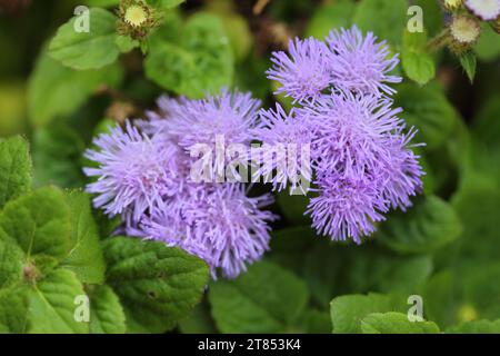 Ein Blütenstand mit vielen sternförmigen blauen Blüten Stockfoto