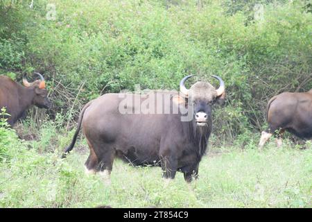 Ein indischer gaur-Bison schaut direkt in die Kamera und denkt, was er mit uns machen soll Stockfoto