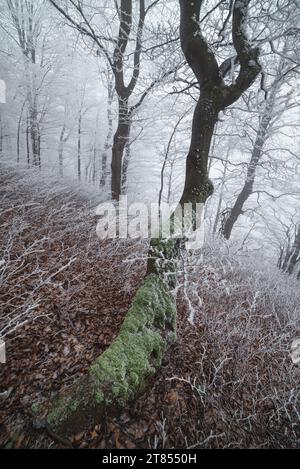 Winterlandschaft mit Nebel im Wald. Raureif an Bäumen und Büschen. Schönheit in der Natur Stockfoto