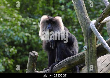 Der Löwenschwanzmakaken (Macaca silenus) oder Wanderoo ist ein Affe der Alten Welt Stockfoto
