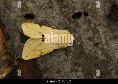 Detailreiche Nahaufnahme eines gelben Buff-Erminmotten, Spilosoma lutea auf Holz sitzend Stockfoto