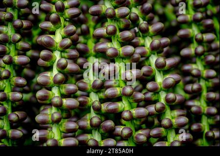 Frucht der Arenga pinnata, auch bekannt als Federpalme, Zuckerpalme, Areng Palme, schwarze Zuckerpalme und Kaong Palme. Mauritius, Ostafrika Stockfoto