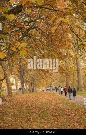 Herbstszene im Hyde Park mit goldenen Blättern auf Bäumen. Nicht erkennbare Menschen, die einen Weg entlang gehen. Stockfoto