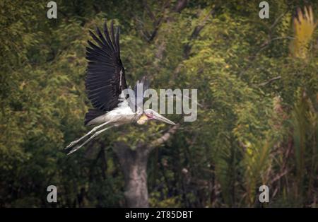 Kleiner Adjutant im Flug. Kleiner Adjutant ist ein großer Watvogel in der Storchfamilie Ciconiidae. Dieses Foto wurde von Sundarbans, Bangladesch, aufgenommen. Stockfoto