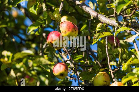 Apfelbaum an einem Obstbaum sind die Äpfel schön gross, aber teilweise mit Schädlingen befallen. Rafz, Schweiz, 04.09.2022 *** Apfelbaum die Äpfel auf einem Obstbaum sind schön groß, aber einige sind mit Schädlingen befallen Rafz, Schweiz, 04 09 2022 Credit: Imago/Alamy Live News Stockfoto
