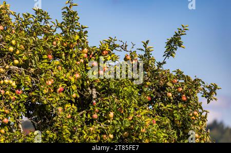 Apfelbaum an einem Obstbaum sind die Äpfel schön gross, aber teilweise mit Schädlingen befallen. Rafz, Schweiz, 04.09.2022 *** Apfelbaum die Äpfel auf einem Obstbaum sind schön groß, aber einige sind mit Schädlingen befallen Rafz, Schweiz, 04 09 2022 Credit: Imago/Alamy Live News Stockfoto