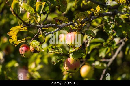Apfelbaum an einem Obstbaum sind die Äpfel schön gross, aber teilweise mit Schädlingen befallen. Rafz, Schweiz, 04.09.2022 *** Apfelbaum die Äpfel auf einem Obstbaum sind schön groß, aber einige sind mit Schädlingen befallen Rafz, Schweiz, 04 09 2022 Credit: Imago/Alamy Live News Stockfoto