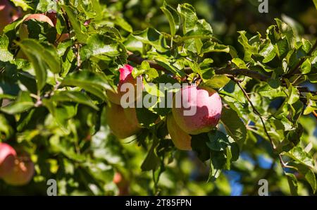 Apfelbaum an einem Obstbaum sind die Äpfel schön gross, aber teilweise mit Schädlingen befallen. Rafz, Schweiz, 04.09.2022 *** Apfelbaum die Äpfel auf einem Obstbaum sind schön groß, aber einige sind mit Schädlingen befallen Rafz, Schweiz, 04 09 2022 Credit: Imago/Alamy Live News Stockfoto