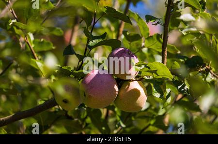 Apfelbaum an einem Obstbaum sind die Äpfel schön gross, aber teilweise mit Schädlingen befallen. Rafz, Schweiz, 04.09.2022 *** Apfelbaum die Äpfel auf einem Obstbaum sind schön groß, aber einige sind mit Schädlingen befallen Rafz, Schweiz, 04 09 2022 Credit: Imago/Alamy Live News Stockfoto