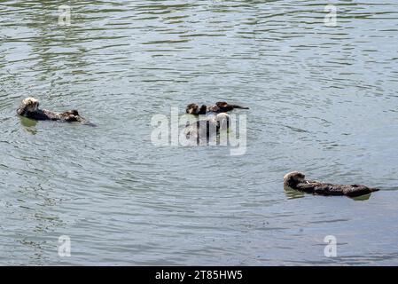 Sea Otter entspannend im Meer. Kalifornien USA. Tier Stockfoto